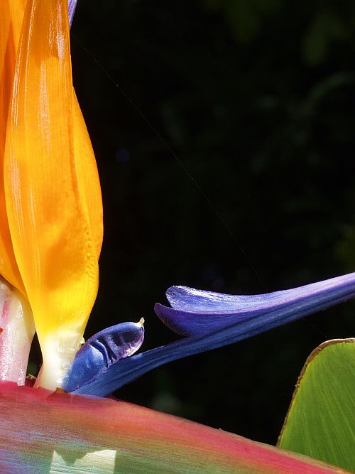 Bird of paradise setting goals life coach exercise