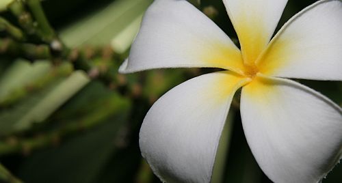 723749 32574008 flower 3 Serenity   and the things we cannot change self confidence